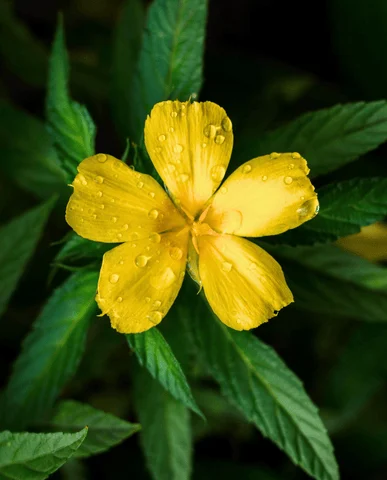Damiana Leaf
