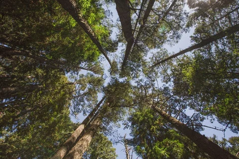 Photos | Serenity in the Redwoods