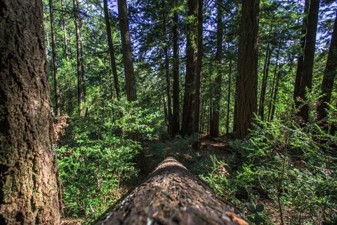 Photos | Serenity in the Redwoods