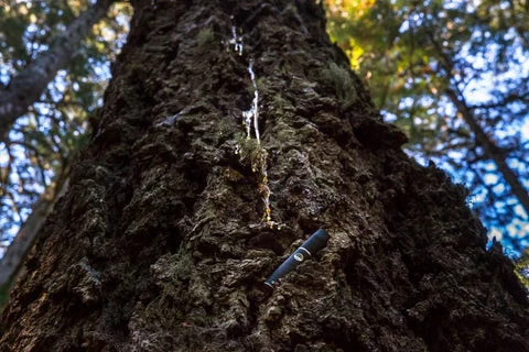 Photos | Serenity in the Redwoods