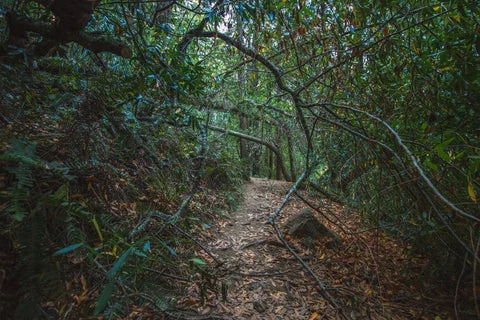 Photos | Serenity in the Redwoods