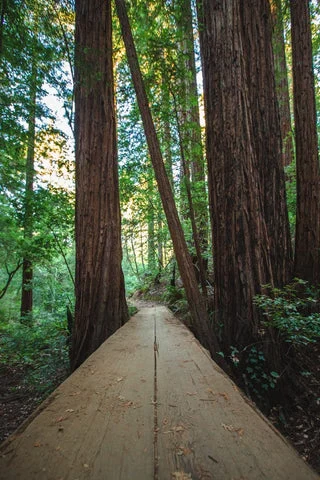 Photos | Serenity in the Redwoods