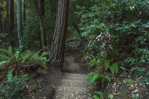 Photos | Serenity in the Redwoods