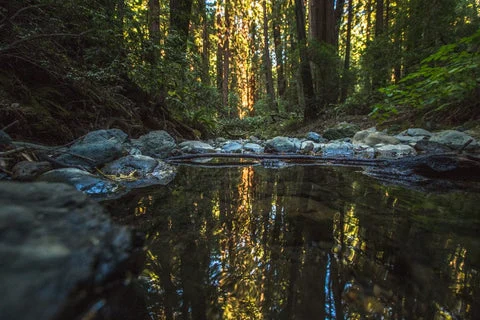 Photos | Serenity in the Redwoods