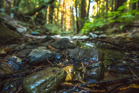 Photos | Serenity in the Redwoods