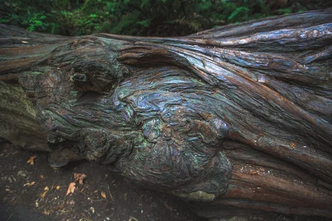 Photos | Serenity in the Redwoods
